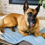 Lafayette Companion Animal Hospital