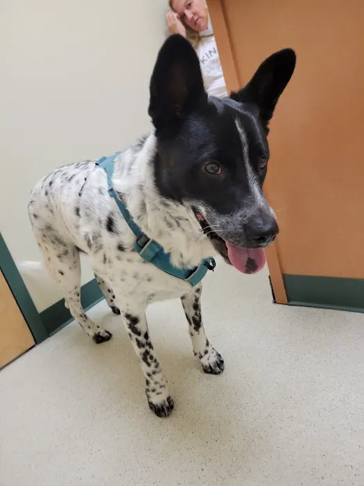 Lafayette Companion Animal Hospital Picture 8