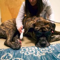 Mountain Ridge Animal Hospital ico