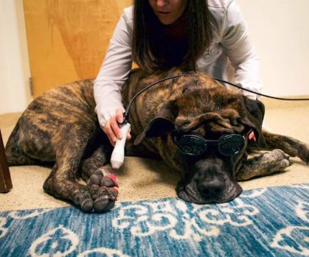 Mountain Ridge Animal Hospital