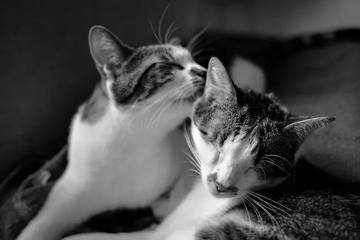 Mountain Ridge Animal Hospital Picture 8