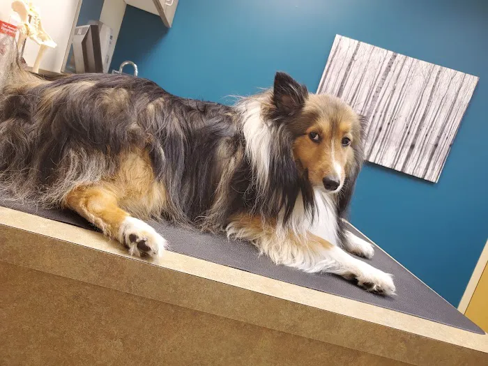 Mountain Ridge Animal Hospital Picture 9