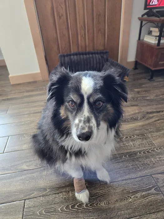 Pets & Pals Veterinary Hospital Picture 6