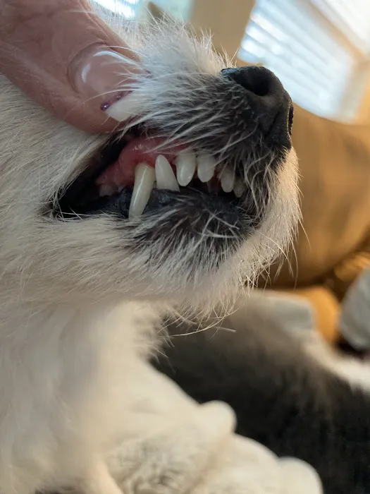 Pets & Pals Veterinary Hospital Picture 10