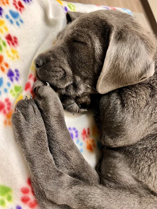 BluePearl Pet Hospital Picture 1