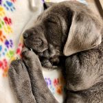 BluePearl Pet Hospital