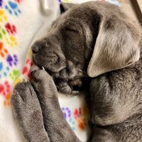 BluePearl Pet Hospital ico