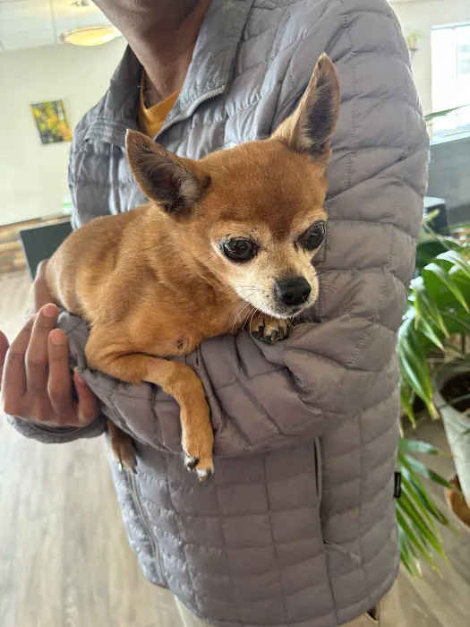 BluePearl Pet Hospital Picture 2
