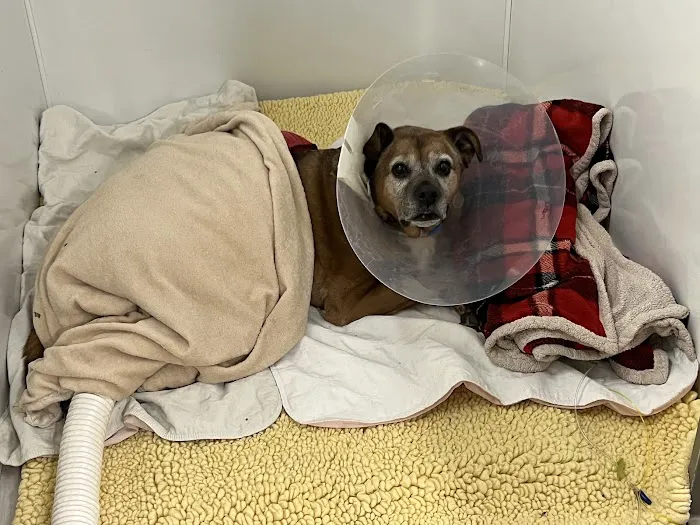 BluePearl Pet Hospital Picture 4