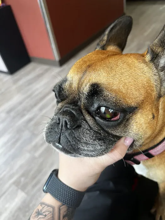 BluePearl Pet Hospital Picture 8