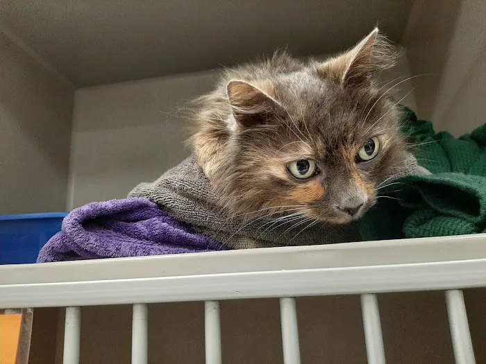 BluePearl Pet Hospital Picture 9