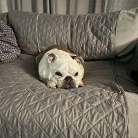Happy Paws Veterinary Hospital LLC ico
