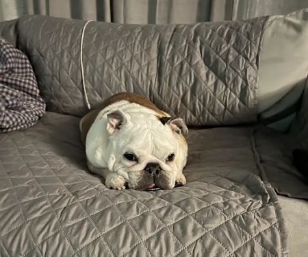 Happy Paws Veterinary Hospital LLC