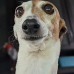 Louisville Veterinary Clinic