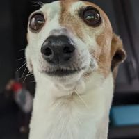 Louisville Veterinary Clinic ico