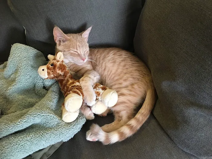 Jasper Animal Hospital Picture 1