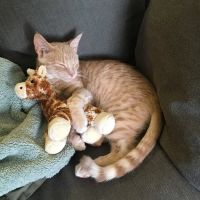 Jasper Animal Hospital ico