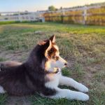 Carbon Valley Veterinary Clinic