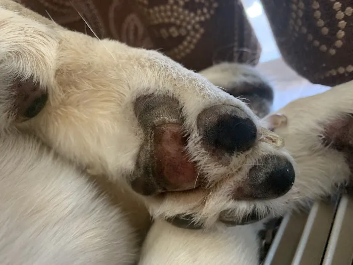 Coal Ridge Animal Hospital Picture 1