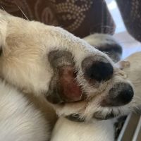 Coal Ridge Animal Hospital ico
