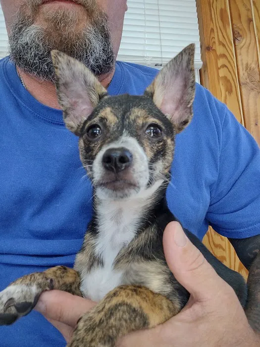 Coal Ridge Animal Hospital Picture 3