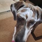 Pet Menders Animal Hospital - Frederick