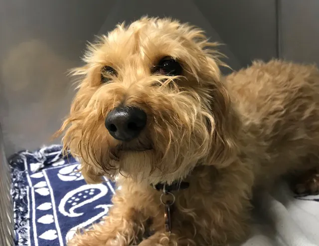 Pet Menders Animal Hospital - Frederick Picture 2