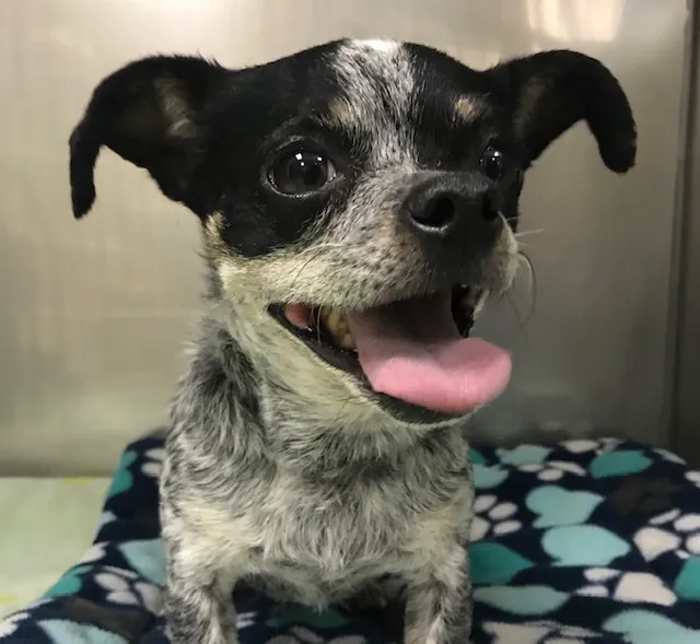 Pet Menders Animal Hospital - Frederick Picture 5