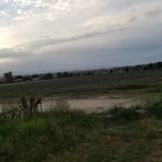 Quality Equine Veterinary Services