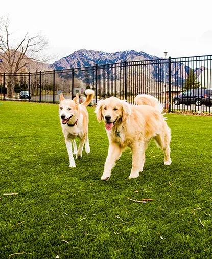 VCA Broadway Animal Hospital and Pet Center Picture 2