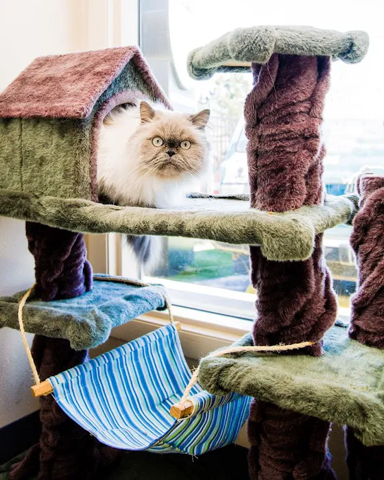 VCA Broadway Animal Hospital and Pet Center Picture 5