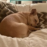 South Boulder Animal Hospital ico