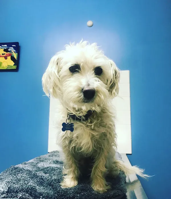 South Boulder Animal Hospital Picture 7