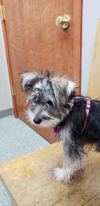Boulder's Natural Animal Hospital Picture 4