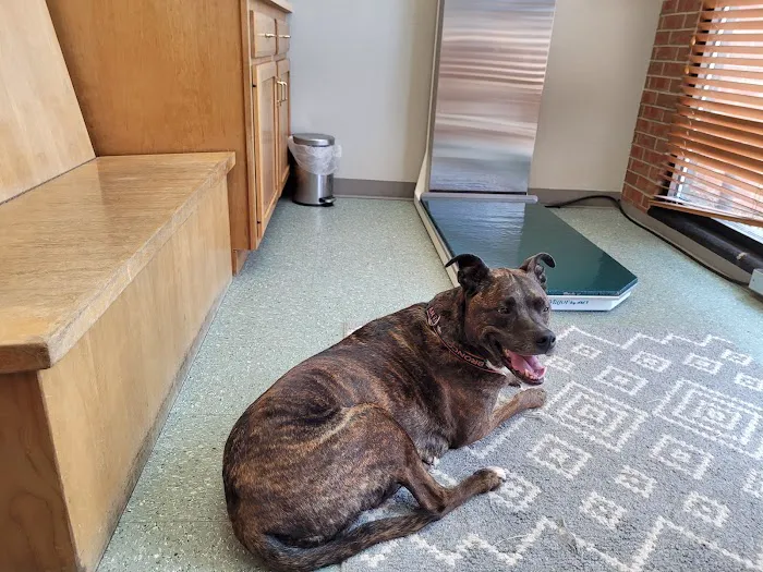 Boulder's Natural Animal Hospital Picture 7