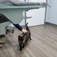 Inspire Animal Hospital ico