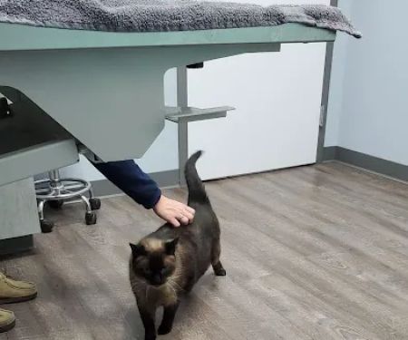 Inspire Animal Hospital