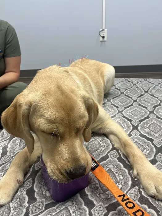 Inspire Animal Hospital Picture 10