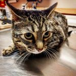 Family Veterinary Hospital