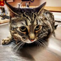 Family Veterinary Hospital ico
