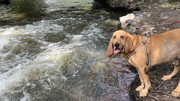 Mountain Vet to Pet Picture 3