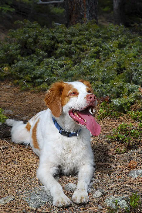 Mountain Vet to Pet Picture 1