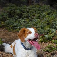 Mountain Vet to Pet ico
