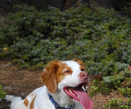 Mountain Vet to Pet