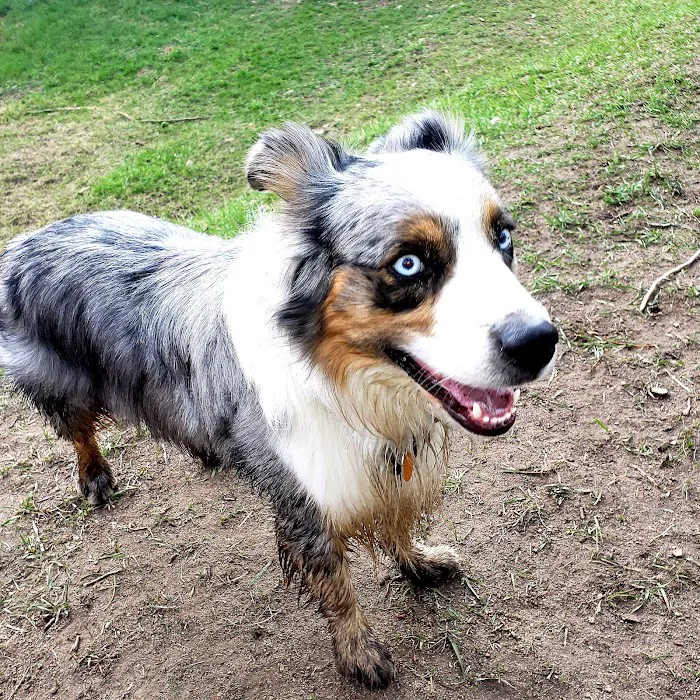Mountain Vet to Pet Picture 5