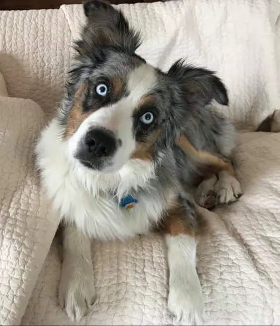Mountain Vet to Pet Picture 4