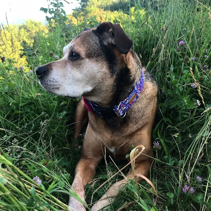 Mountain Vet to Pet Picture 9