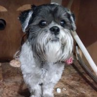 Circle of Animals, LLC ico