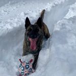 Mountain Parks Veterinary Hospital