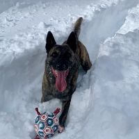 Mountain Parks Veterinary Hospital ico